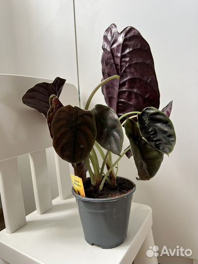 Алоказия ред секрет