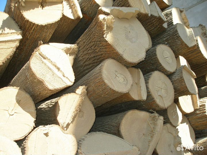 Лес кругляк липа