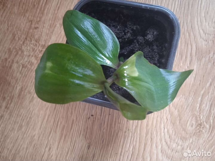 Комнатное растение