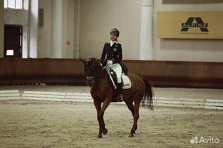 Лошадь в аренду