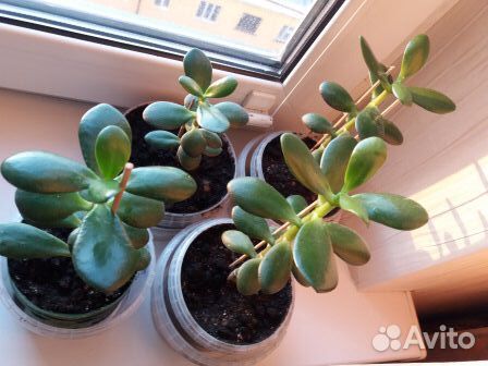 Денежное дерево