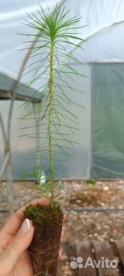 Сеянцы ели европейской зкс от производителя