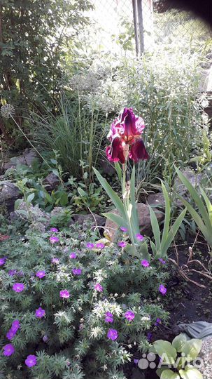 Многолетники для сада, альпинария