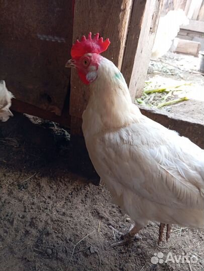 Куры несушки домашние