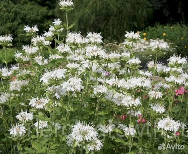 Монарда гибридная шнеевитхен