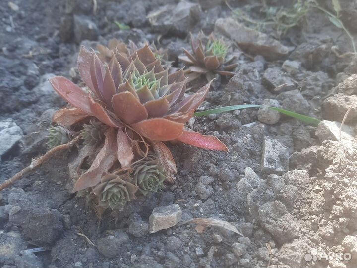 Каменная роза