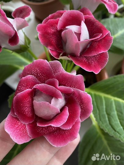 Глоксиния махровая