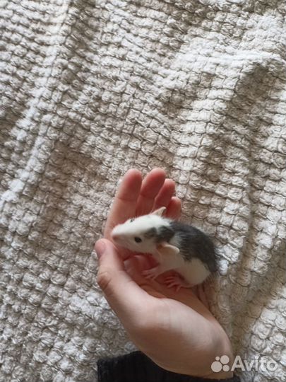 Крысята дамбо