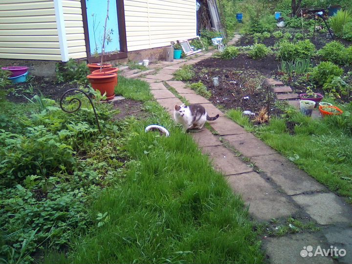 Молодой кот