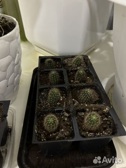 Кактус в дар