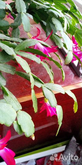 Цветок декабрист