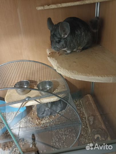 Витрина с шиншиллами