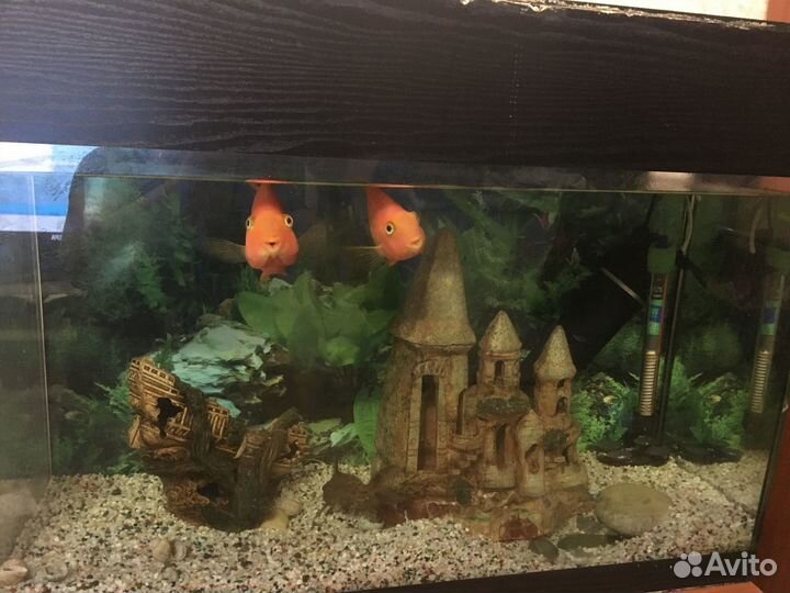 Аквариум с рыбками