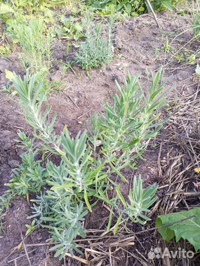 Лаванда саженцы