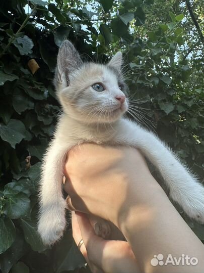 Кошка трехцветная