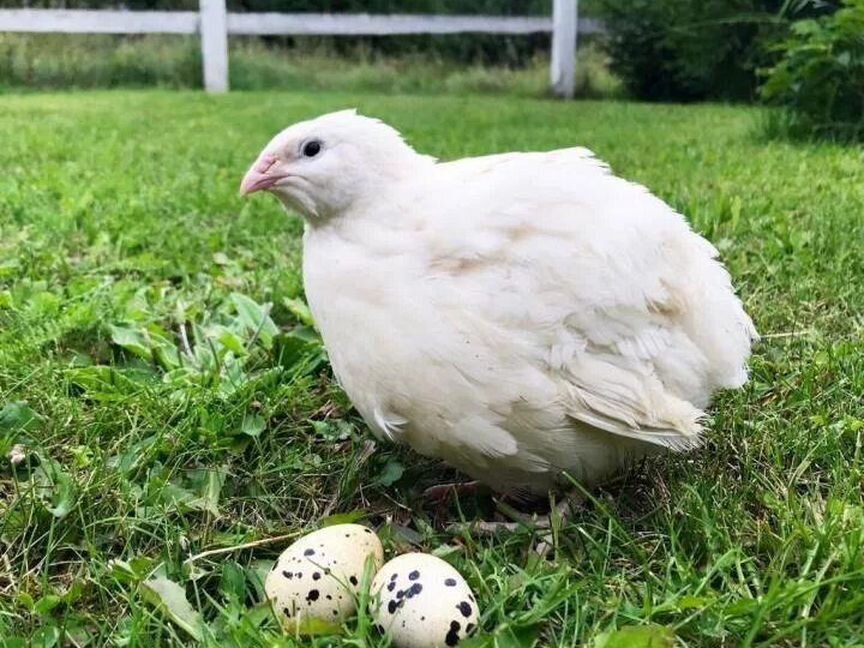 Продам перепел