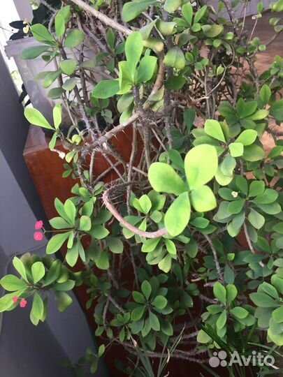 Продам цветы комнатные