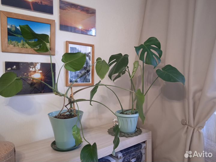 Комнатные цветы