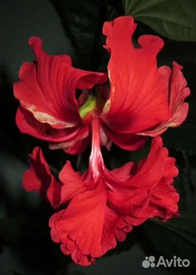 Гибискус El Capitolio Bloody Mary