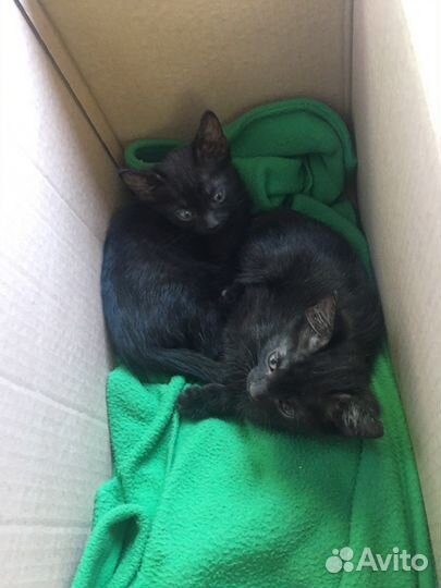 Кошка в дар