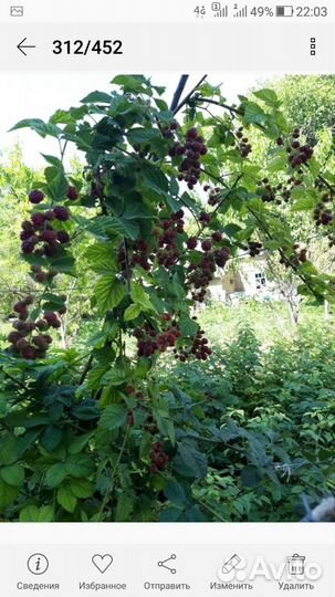 Ежевика без шипов