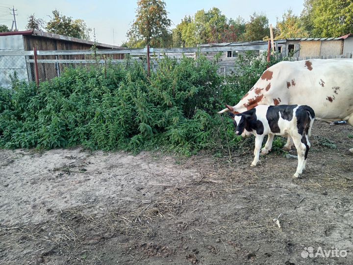 Тёлка, нетель