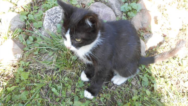 Красивые котята ищут своих маму и папу