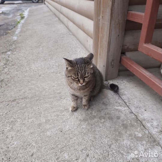 Отдам взрослую кошку в добрые руки