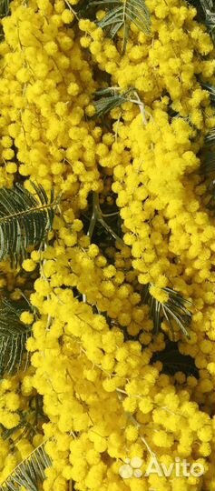 Букет цветы