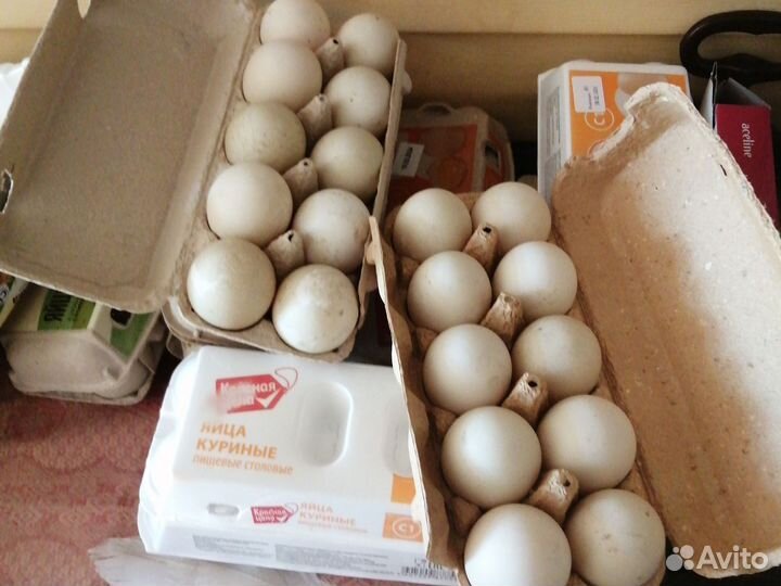 Индоутиные яйца