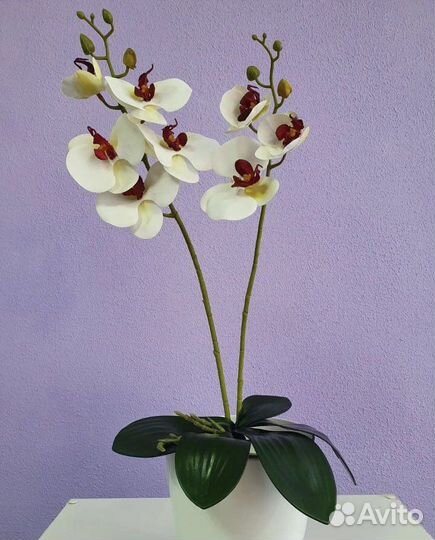 Декоративные цветы в горшках