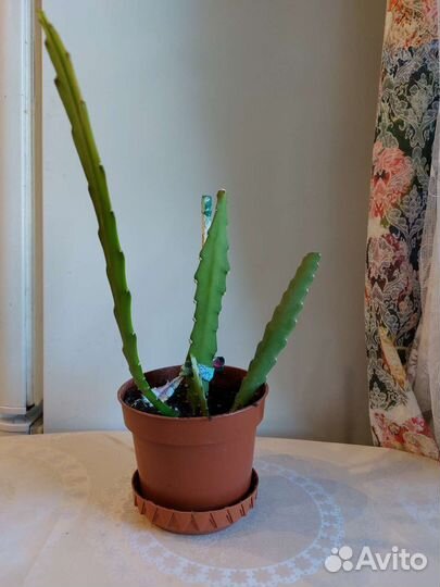 Черенки Эпифиллума