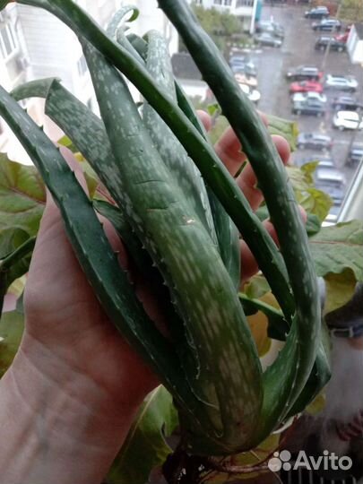 Отдам хороших деток алоэ вера
