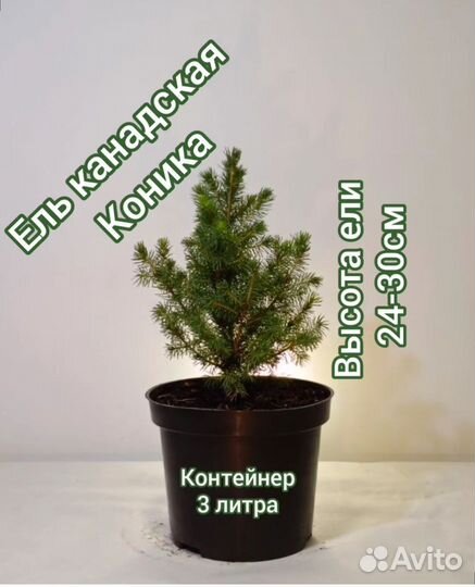 Ель канадская коника