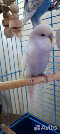 Волнистый попугай