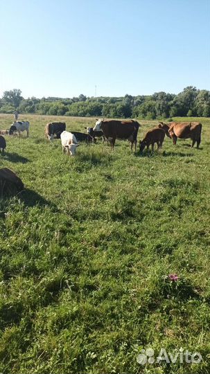 Коровы телята овцы