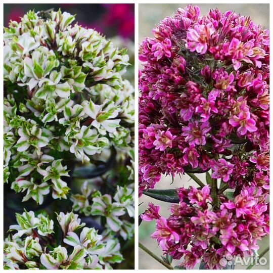 Флоксы серии Фелингс