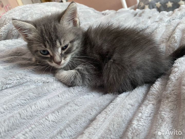 Кошка в дар