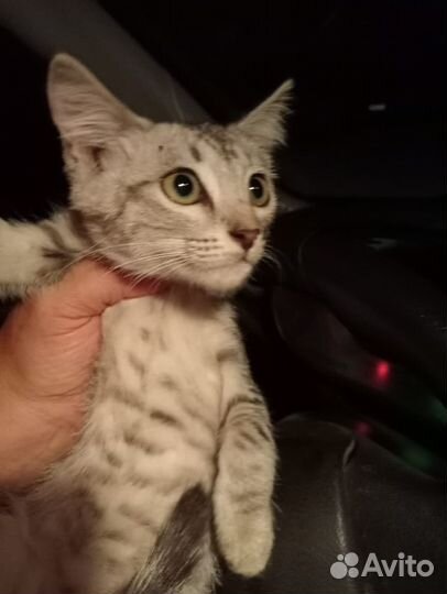 Котенок девочка