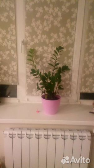 Замиокулькас