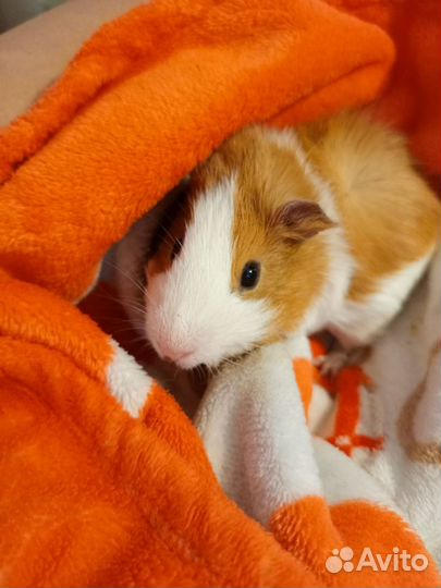 Морские свинки