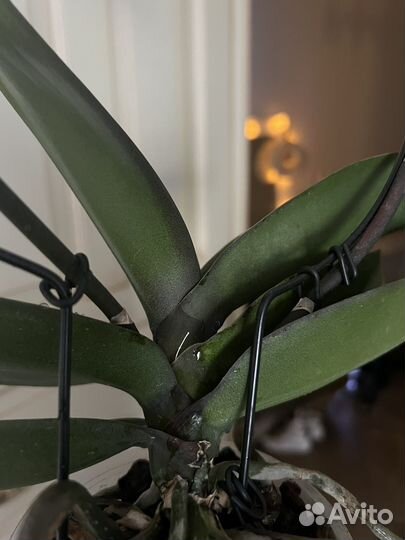 Орхидея, каскадная, цветет, в наличии