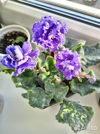 Комнатные растения