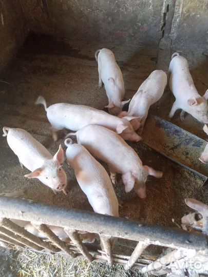 Продаю поросят