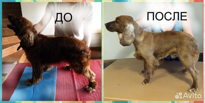 Стрижка собак