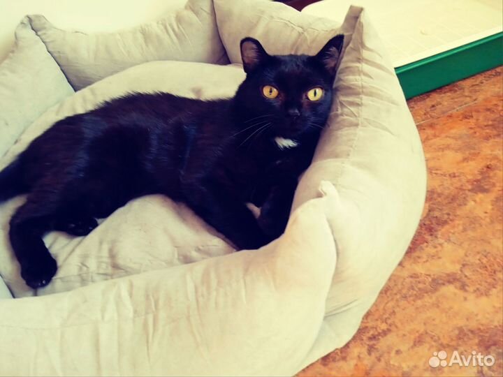 Жак в поисках своего человечка или семьи)