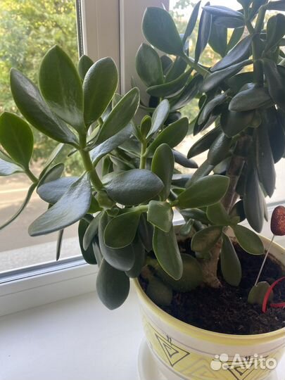 Толстянка денежное дерево