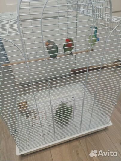 Попугай неразлучники с клеткой