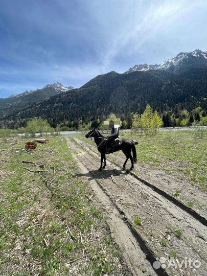 Карачаевский жеребец