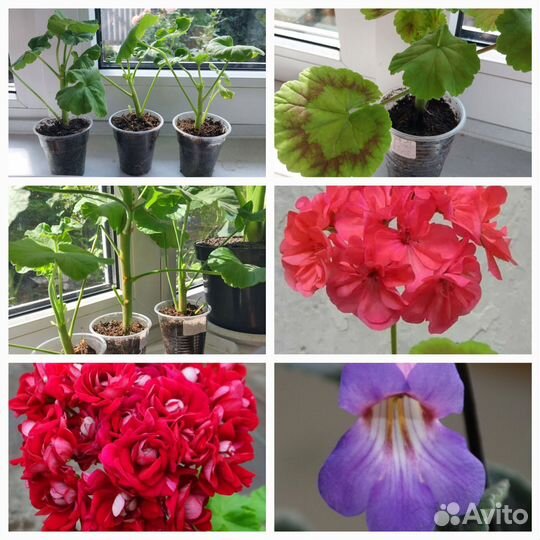 Продам цветы комнатные